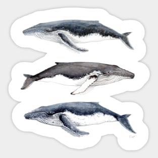 Humpback whales Sticker